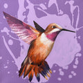 Rufous Hummingbird