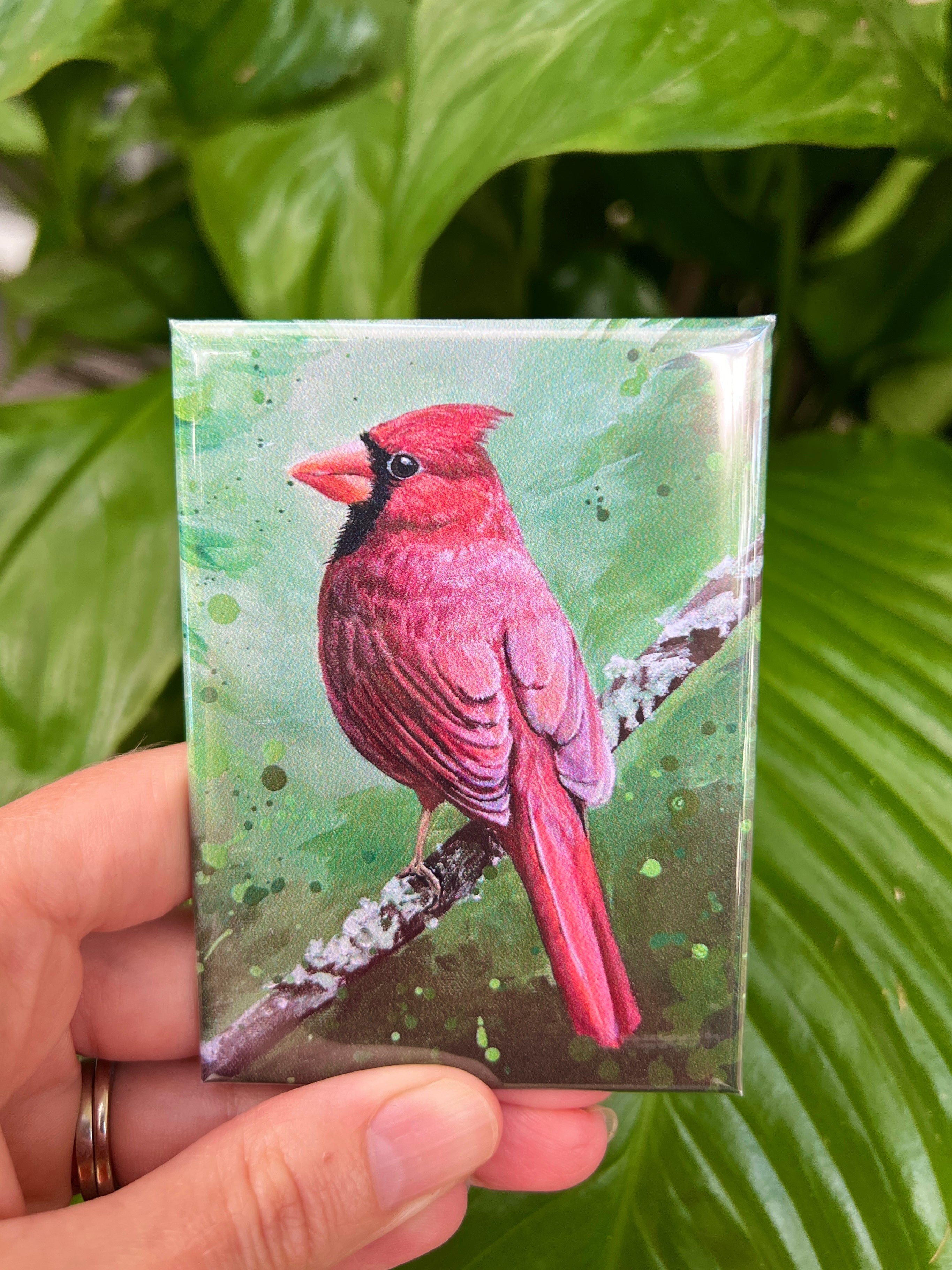 Magnets Cardinal