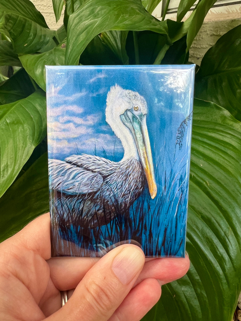 Magnets Pelican